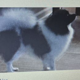 Girl 1 - White female Pomeranian puppy in Mc Calla, Alabama from Mitty’s Alabama Pomeranians & Bassets