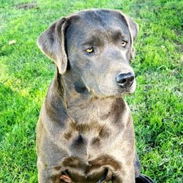 Luna - Labrador Retriever