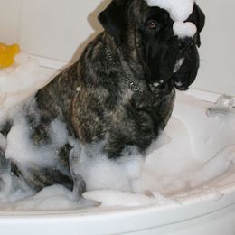 Mastiffs from Van D Mastiffs