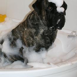 Mastiffs from Van D Mastiffs