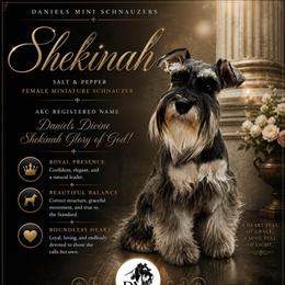 Shekinah - Miniature Schnauzer