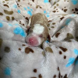 Almond - Yellow and white male Bernedoodle puppy in Kensington, Ohio from Hickory Hideaway Doodles