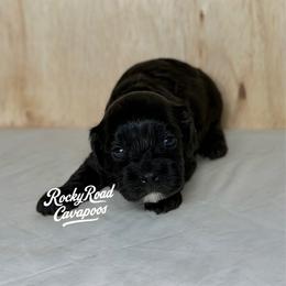 Porky - Black male Cavapoo puppy in Nashville, Arkansas from Rocky Road Puppies