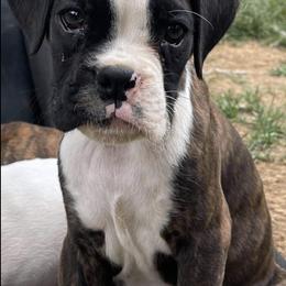 French Bulldogs from Cedar Grove Bullies