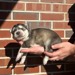 Red - Gray and white male Siberian Husky puppy in Virginia Beach, Virginia from Fly Siberian