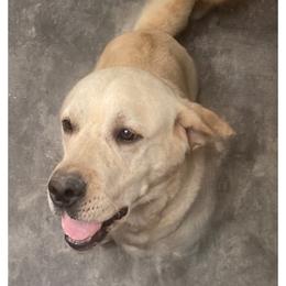 Labrador Retriever All Grown Up from Our Little Farm