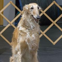 Borzois from Coburn Borzoi's