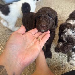 Camper - Chocolate male Goldendoodle puppy in Soddy Daisy, Tennessee from The W Doods