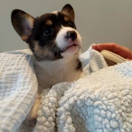 Pembroke Welsh Corgi Puppies from Patrick's Pembroke Welsh Corgis