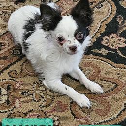 Manny - Chihuahua