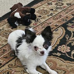 Manny - Chihuahua