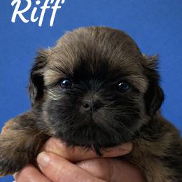 Riff - Red male Shih Tzu puppy in Tallahassee, Florida from Bows and Bow Ties