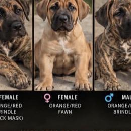 Perro de Presa Canarios from Joshua's Perro de Presa Canario