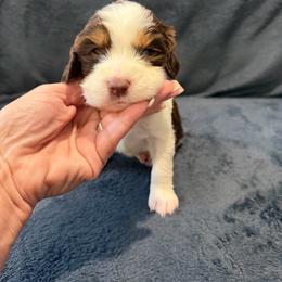 Girl 3 dark pink - Liver and white female English Springer Spaniel puppy in Lufkin, Texas from Shifletknight Springer Spaniels