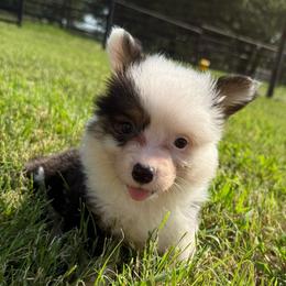 Pie - Black and tan male Pembroke Welsh Corgi puppy in Decatur, Texas from Bar S Corgis
