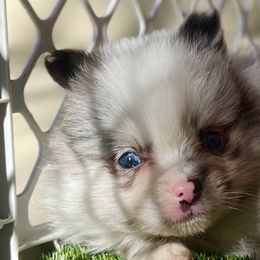 Pepper - Pomeranian puppy in Hollywood, California from Hollywood Mini Pets