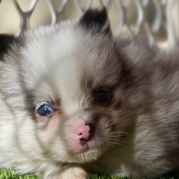 Pepper - Pomeranian puppy in Hollywood, California from Hollywood Mini Pets