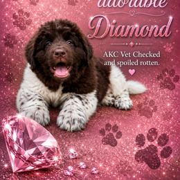 Diamond - White and brown female Newfoundland puppy in North Manchester, Indiana from Gables Homegrown Pawprints