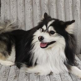Zeus - Pomsky