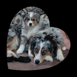 Miniature Australian Shepherd Puppies from Victor Mini Aussies