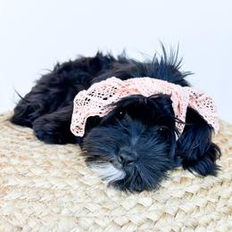 Olive - Black and white female Cockapoo puppy in Bradenton, Florida from Doodle Acres