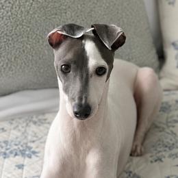 Ace - Italian Greyhound