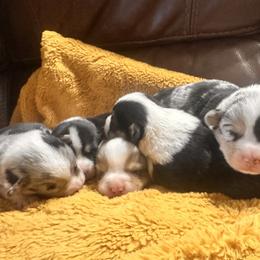 Boy 1 - male American Corgi puppy in Payson, Illinois from Creek Farm Corgis