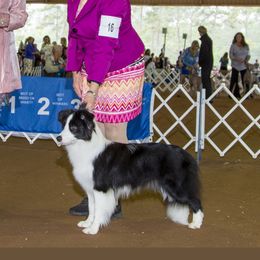 Razell - Border Collie