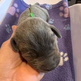 Lime Green- Charcoal Male - Charcoal male Dilute Retriever puppy in Marion, Illinois from Summer Lovin’ Labradors of Southern Illinois