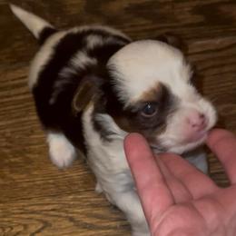Chocolate tan male Parti Yorkie - Tan and white male Yorkshire Terrier puppy in Des Moines, Iowa from Diamond Yorkshire Terriers