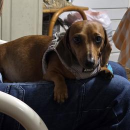 Lucy - Dachshund