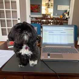 "Fiona " Shih Tzu All Grown Up from Wild Wind Shih Tzu