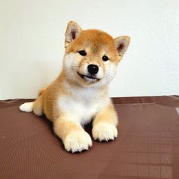 Shiba Inu Puppies from Shiba Inu of Matrix