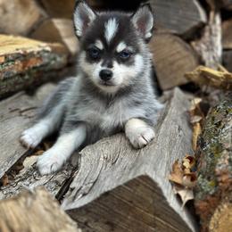 Pomsky Puppies from Ritzy Puppies