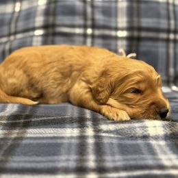 Pink - Apricot female Goldendoodle puppy in Fayetteville, Arkansas from Mountain Grove Doodles