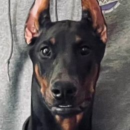 Maui - Doberman Pinscher