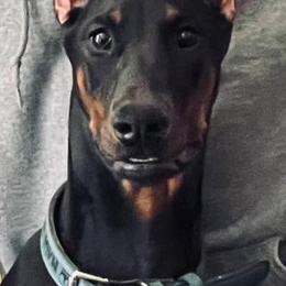 Maui - Doberman Pinscher