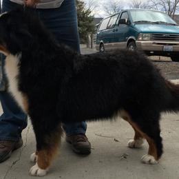 Bernese Mountain Dog All Grown Up from Four-T's