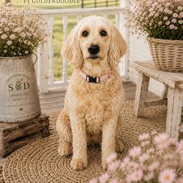 Molly - Goldendoodle