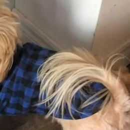 Shih Tzus from richview shihtzu