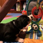 Entlebucher Mountain Dog Puppies from Excel-Entlebuchers