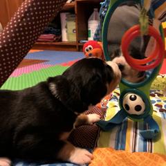 Entlebucher Mountain Dog Puppies from Excel-Entlebuchers