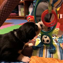 Entlebucher Mountain Dog Puppies from Excel-Entlebuchers