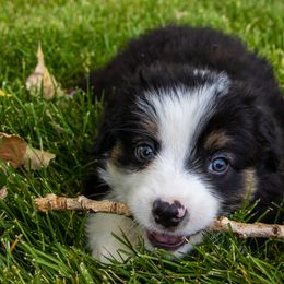 Miniature American Shepherd and Miniature Australian Shepherd Puppies from Bellewynd Acres