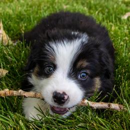 Miniature American Shepherd and Miniature Australian Shepherd Puppies from Bellewynd Acres