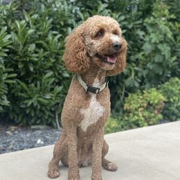 Sadie - Goldendoodle