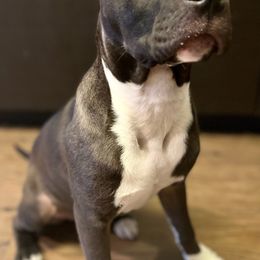 American Staffordshire Terriers from California American Staffordshire Terriers