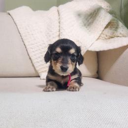 Rose - Black and cream female Dachshund puppy in Dighton, Massachusetts from Powerdox Dachshunds