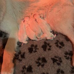 Boy 1 - White male Berger Blanc Suisse puppy in Bexar County, Texas from Scenic Creek German Shepherds and White Swiss Shepherds