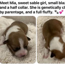 Mia - Sable female Pembroke Welsh Corgi puppy in Cashion, Oklahoma from Shabby Chic Corgis